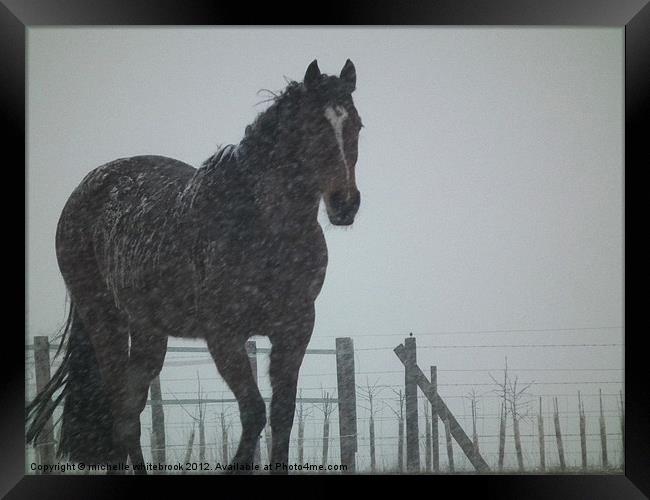 Snowy the horse Framed Print by michelle whitebrook