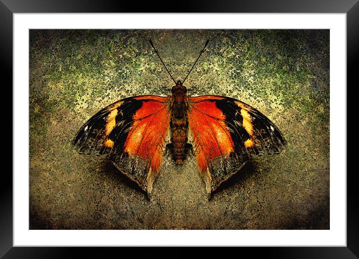 Autumn Leafwing Framed Mounted Print by Heather Newton