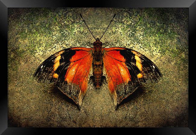 Autumn Leafwing Framed Print by Heather Newton