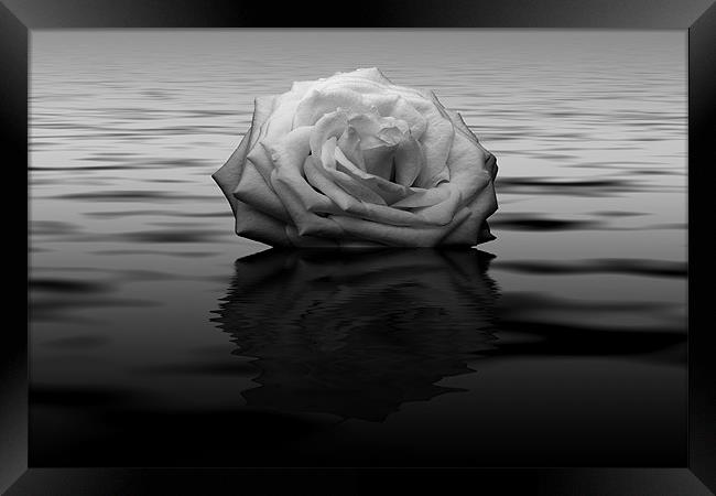 White Rose Reflected Framed Print by Roger Green
