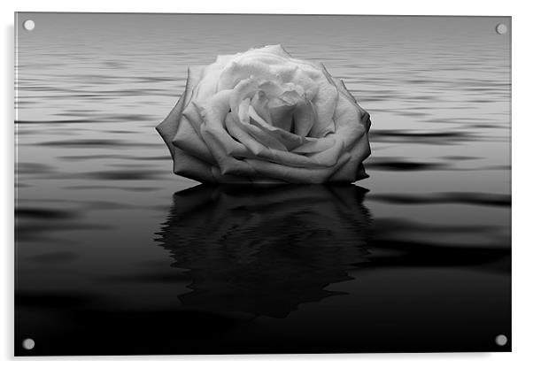 White Rose Reflected Acrylic by Roger Green
