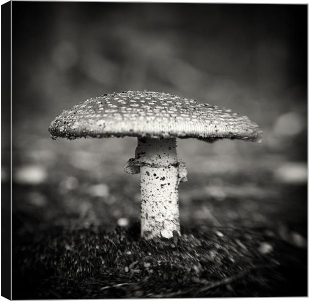 Fly Agaric Canvas Print by Marcus Scott