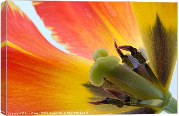 Tiger Tulip Canvas Print by Ann Garrett