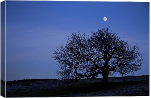 tree silhouette Canvas Print by Northeast Images