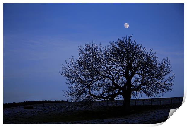 tree silhouette Print by Northeast Images