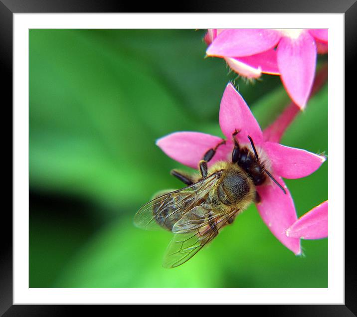 Bumble Bee Framed Mounted Print by Mikaela Fox
