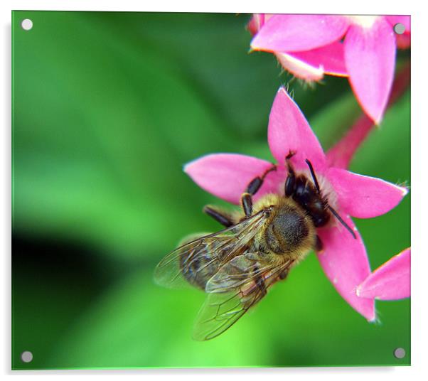 Bumble Bee Acrylic by Mikaela Fox