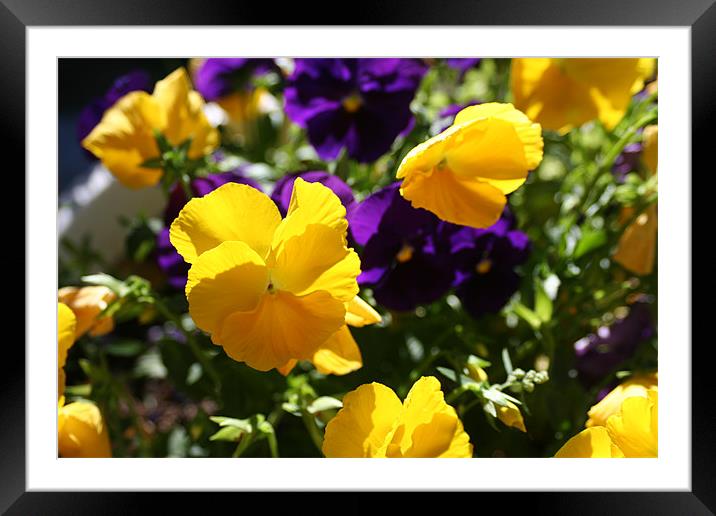 Yellow Flowers Framed Mounted Print by Larry Stolle