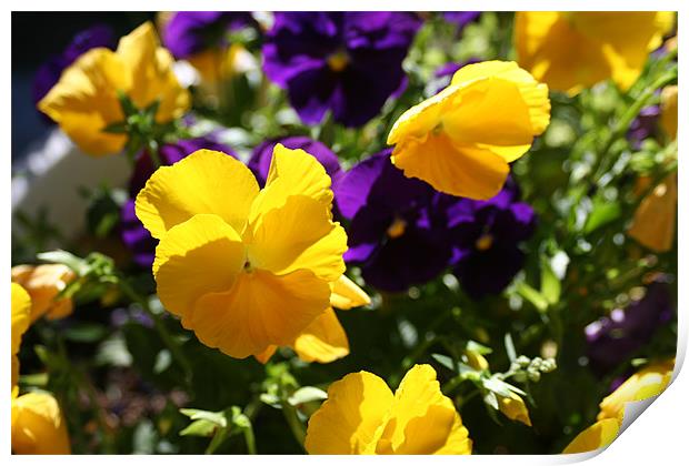 Yellow Flowers Print by Larry Stolle