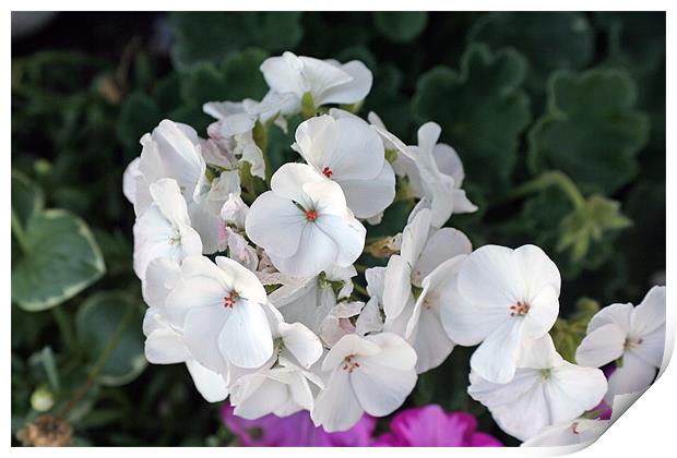 White  flowers Print by Larry Stolle