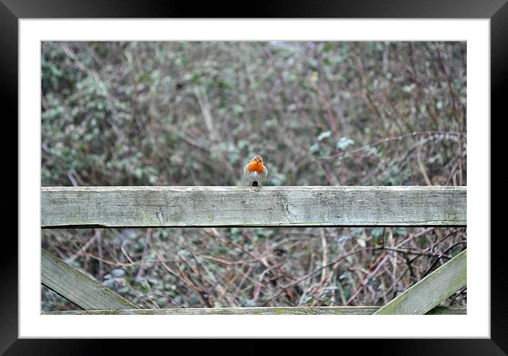Robin Redbreast Watching You! Framed Mounted Print by michelle rook