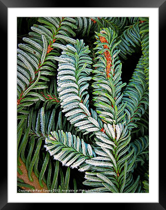 Lightly Frosted Framed Mounted Print by Paul Causie