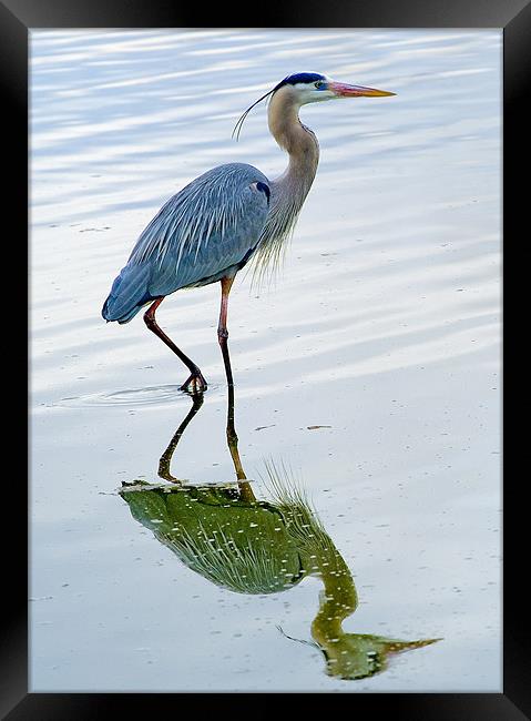 Blue Heron reflection Framed Print by Eyal Nahmias