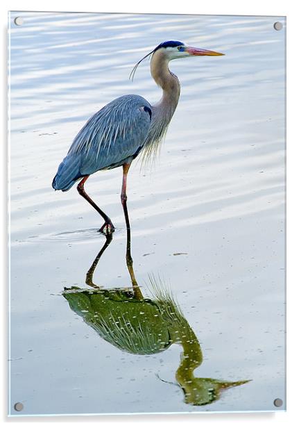 Blue Heron reflection Acrylic by Eyal Nahmias