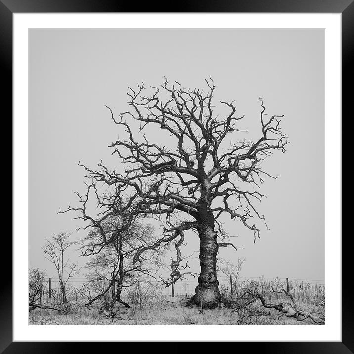 A Driad in Deep Winter Framed Mounted Print by Marcus Scott