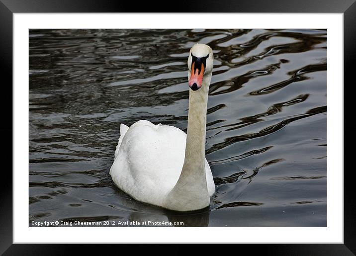Swan Framed Mounted Print by Craig Cheeseman