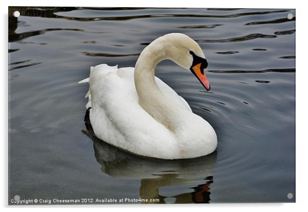 Swan Acrylic by Craig Cheeseman