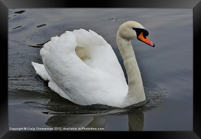 Swan Framed Print by Craig Cheeseman