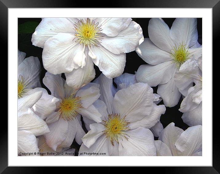White Clematis Framed Mounted Print by Roger Butler