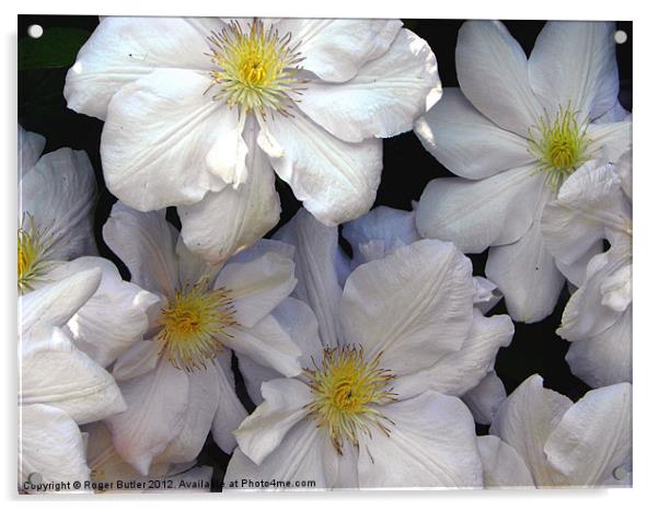 White Clematis Acrylic by Roger Butler
