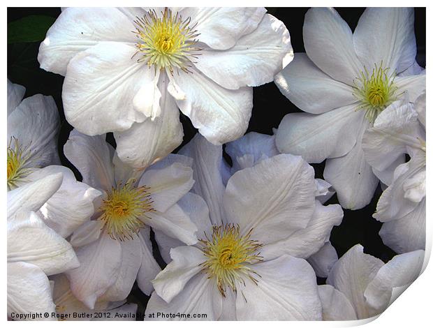 White Clematis Print by Roger Butler