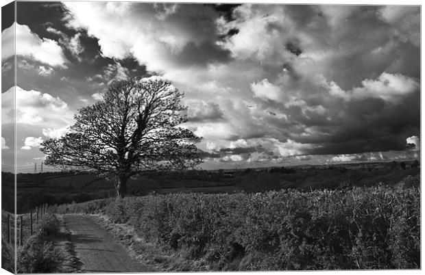 Sycamore Tree Monochrome Canvas Print by Steve Purnell
