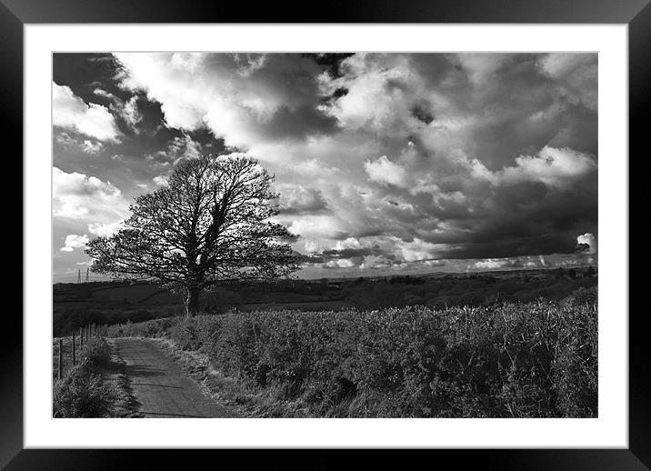 Sycamore Tree Monochrome Framed Mounted Print by Steve Purnell