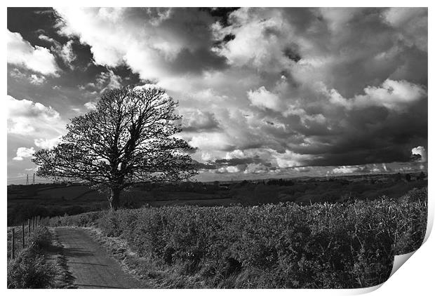 Sycamore Tree Monochrome Print by Steve Purnell