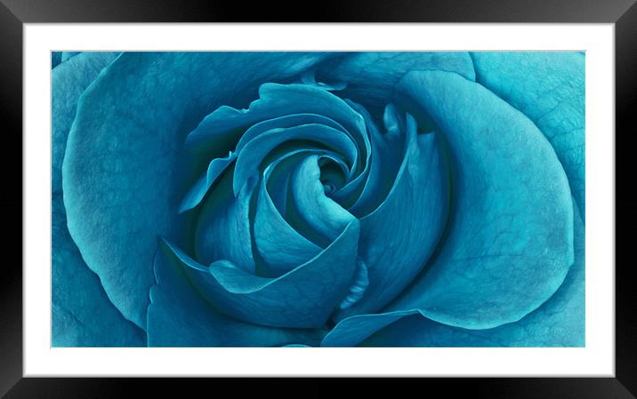 Blueberry Rose Framed Mounted Print by Alex Hooker