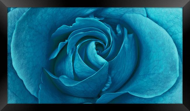 Blueberry Rose Framed Print by Alex Hooker
