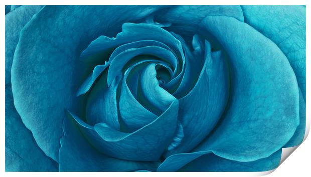 Blueberry Rose Print by Alex Hooker