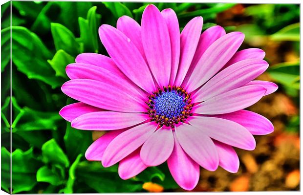 Pink Flower Canvas Print by Libby Hall