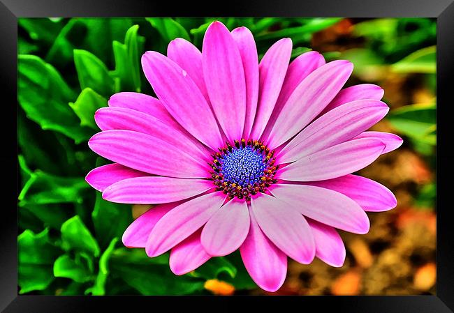 Pink Flower Framed Print by Libby Hall