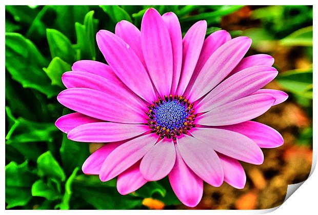 Pink Flower Print by Libby Hall