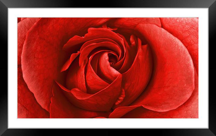 Strawberry Rose Framed Mounted Print by Alex Hooker