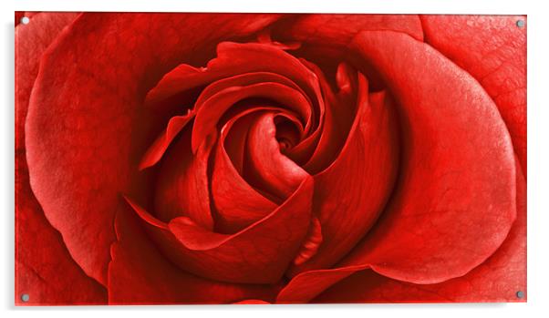 Strawberry Rose Acrylic by Alex Hooker