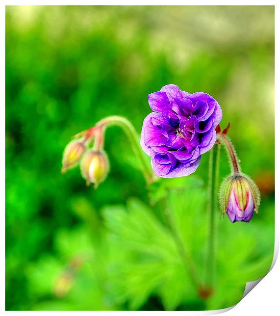 Lilac Flower Print by Libby Hall