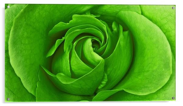 Lime Rose Acrylic by Alex Hooker