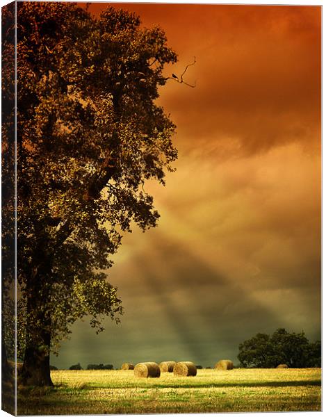 Hay Bales Canvas Print by Anthony Gregory