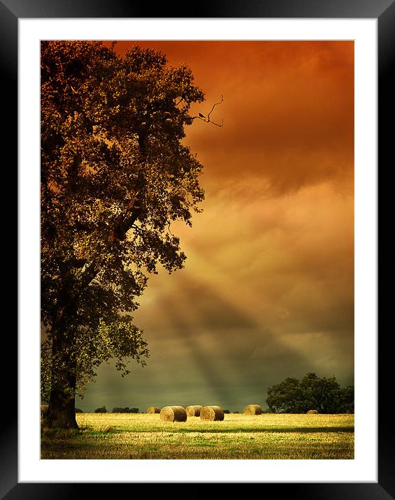 Hay Bales Framed Mounted Print by Anthony Gregory