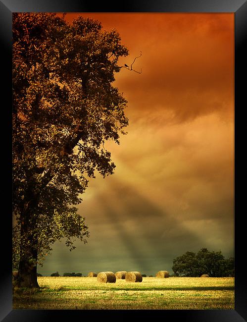 Hay Bales Framed Print by Anthony Gregory