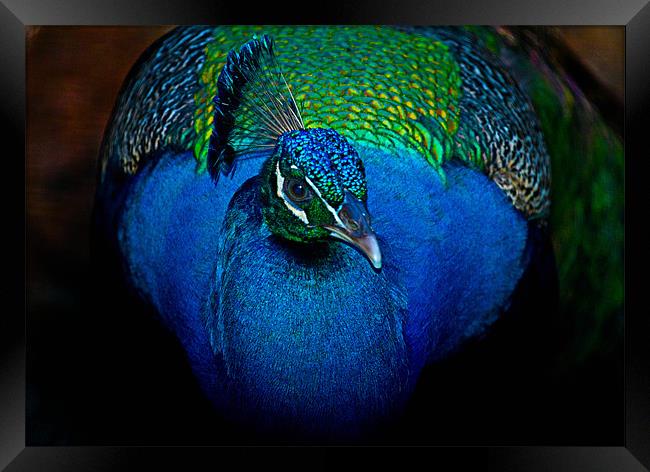 Up close with a peacock Framed Print by Ashley Allen