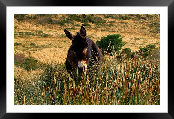 Donkey Framed Mounted Print by barbara walsh