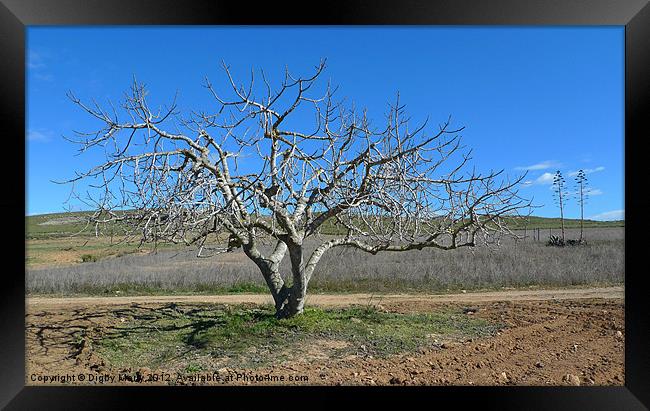 Fig tree in winter Framed Print by Digby Merry