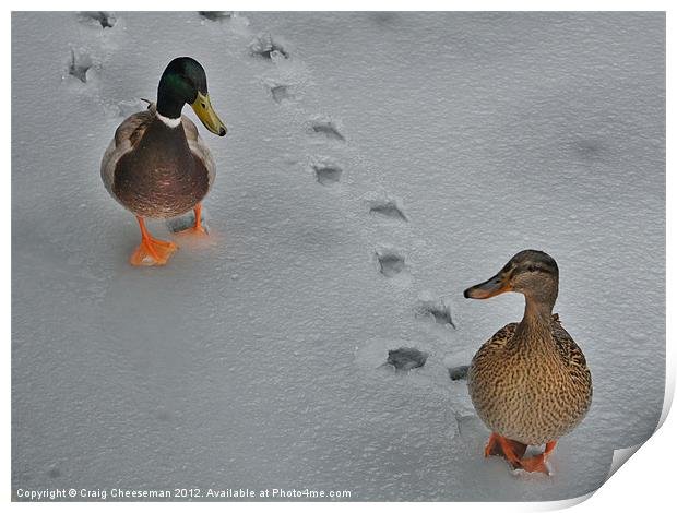 Ducks on ice Print by Craig Cheeseman