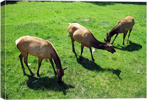 The Elk or Wapiti Canvas Print by Larry Stolle