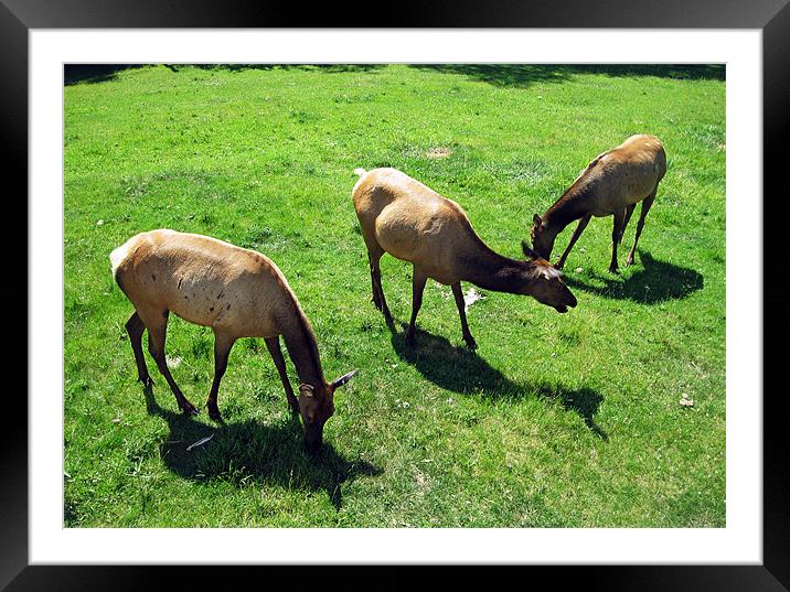 The Elk or Wapiti Framed Mounted Print by Larry Stolle