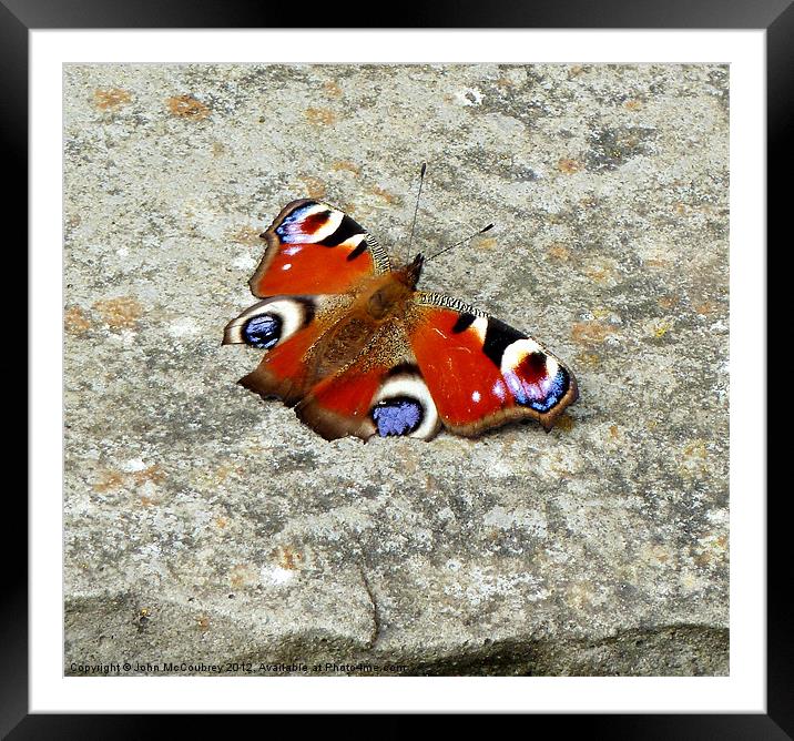 Peacock Butterfly Framed Mounted Print by John McCoubrey