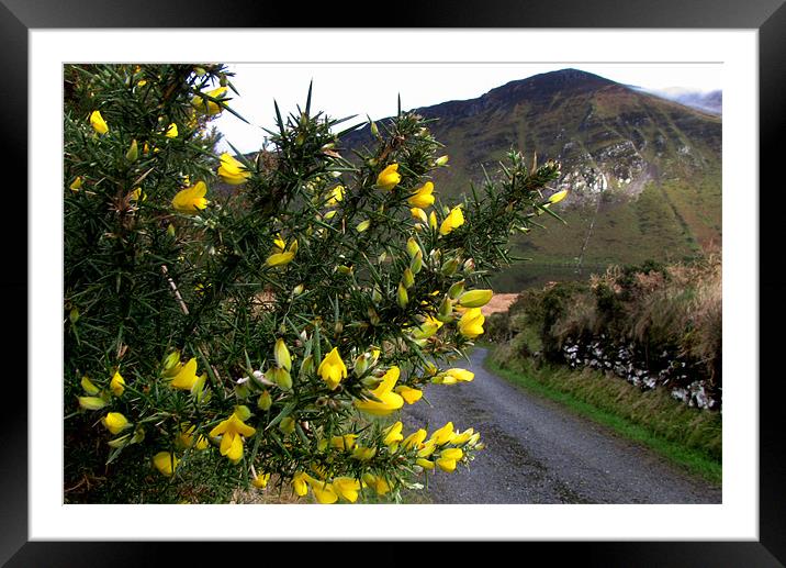 Road to Annascaul Lake Framed Mounted Print by barbara walsh