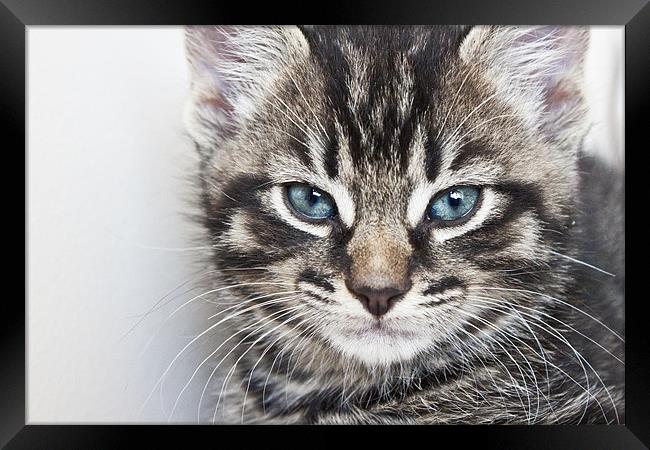Tabby Kitten Framed Print by Alex Hooker